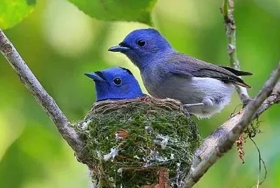 natural