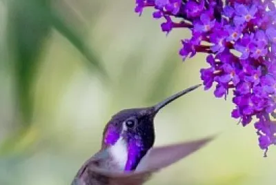 flores jigsaw puzzle