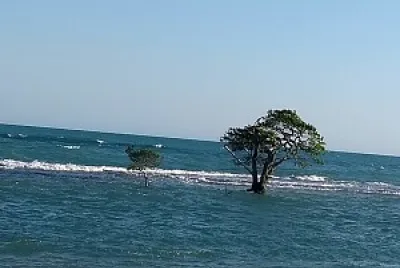 silvaneidelopes