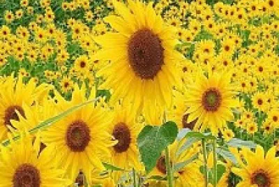 Girasoles jigsaw puzzle