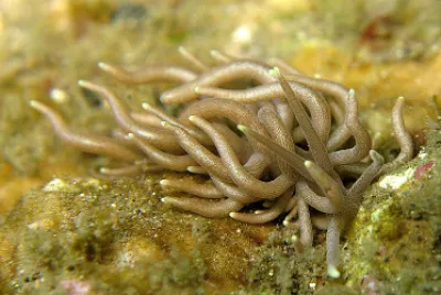 Phyllodesmium briareum jigsaw puzzle