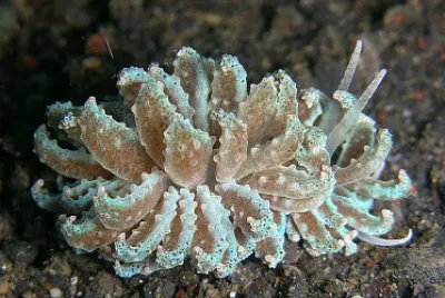Phyllodesmium cypticum