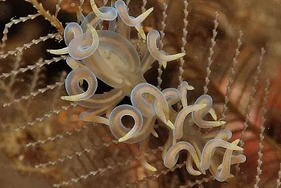 Phyllodesmium iriomotense