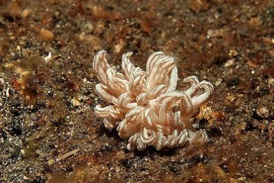 Phyllodesmium jakobsenae jigsaw puzzle