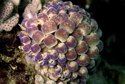 Phyllodesmium magnum jigsaw puzzle