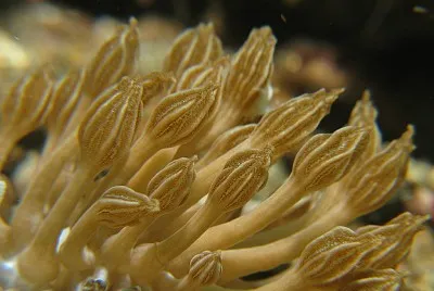 Phyllodesmium rudmani jigsaw puzzle
