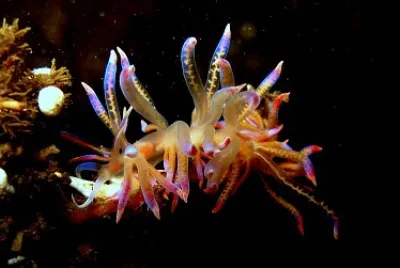 Phyllodesmium opalescens