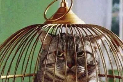被關不爽貓