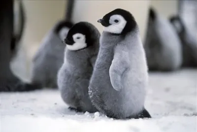 bebe pinguino
