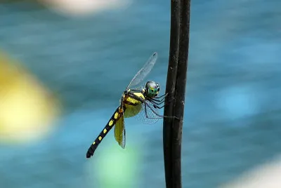 פאזל של Tetrathemis platyptera