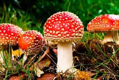 fungos jigsaw puzzle
