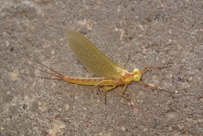 Potamanthus luteus