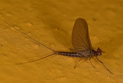 פאזל של Baetis rhodani