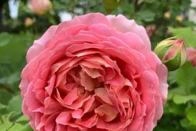 flores