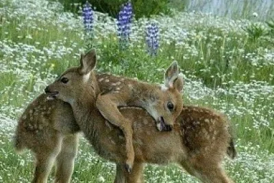 animales jigsaw puzzle