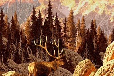 Elk Bull