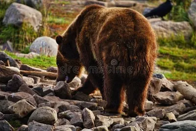 A boar grizzly bear in Yellowstone National Park,