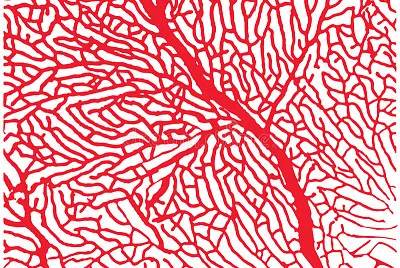Texture of the sea coral.