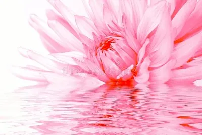 Rosy flower reflection in water. jigsaw puzzle