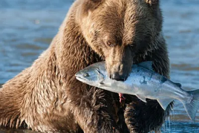 urso ama peixe