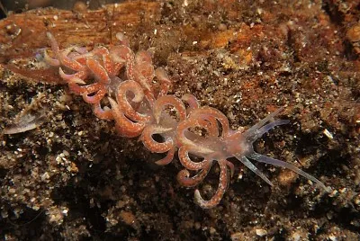Phillodesmium poindimiei