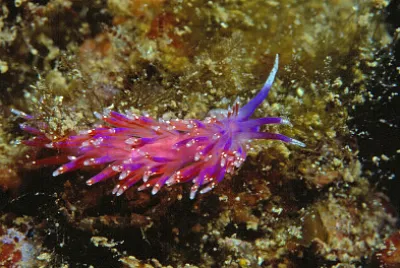 Piseinotecus soussi