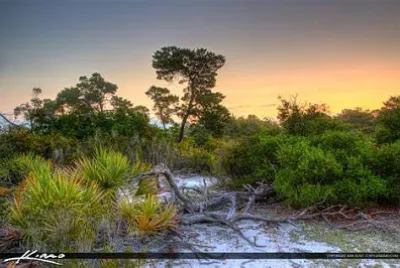 Floresta jigsaw puzzle