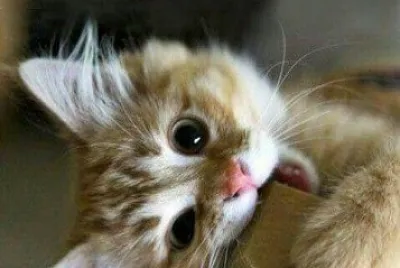 Gatito