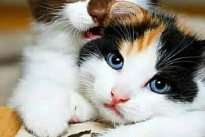 Gatito