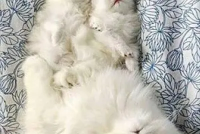 Gatito