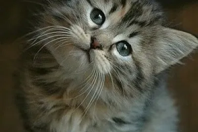 Gatito