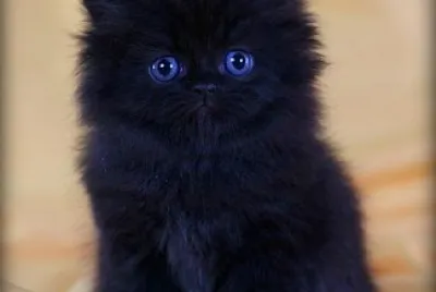 Gatito