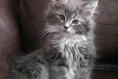Gatito