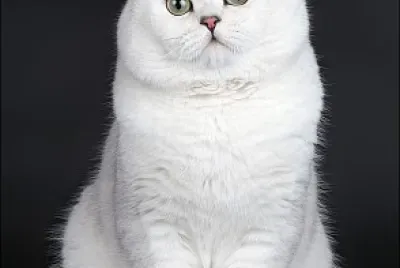 Gatito