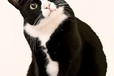Gatito jigsaw puzzle