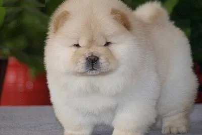 Perro chow chow jigsaw puzzle