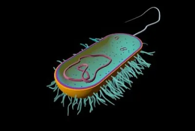 celula