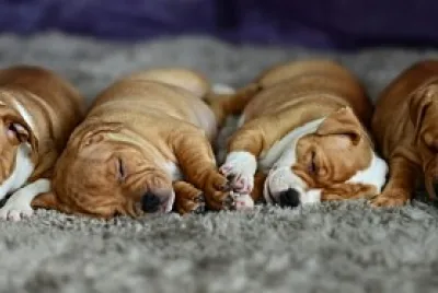 פאזל של CACHORROS