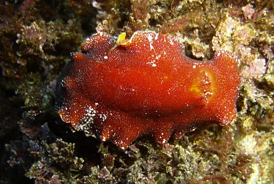 Platydoris argo