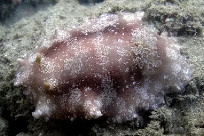 Platydoris scabra