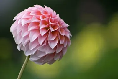 Dalia jigsaw puzzle