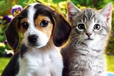Animales.