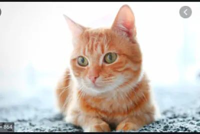 Gato