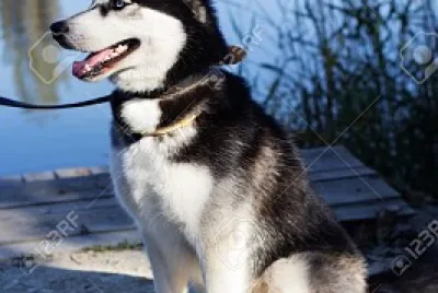 Husky jigsaw puzzle