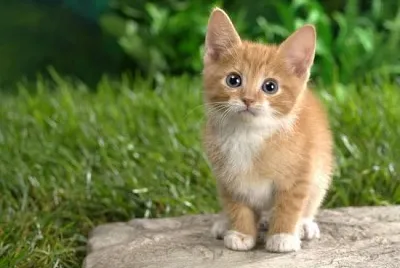 Gatito