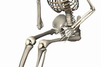 Anatomia