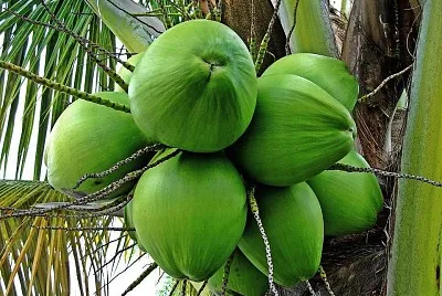 frutas