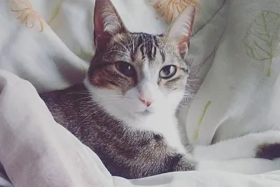 Gatinha linda