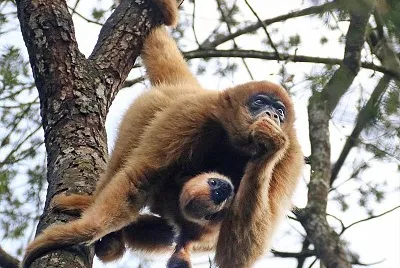 Muriqui