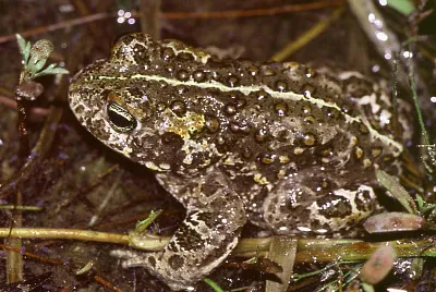 Calamita